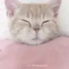 😴 Эмодзи «Сарка Тгк» для Telegram