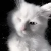 😉 Эмодзи «Сарка Тгк» для Telegram