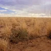 🤕 Эмодзи «#1 Saul Goodman» для Telegram