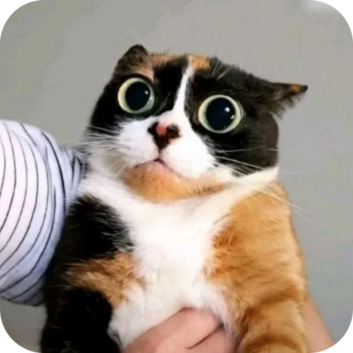 🐱 Стикер «хах» для Telegram