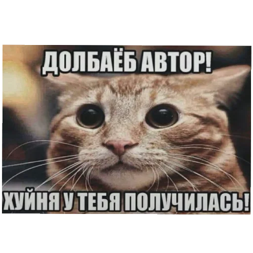 🐱 Стикер «хах» для Telegram