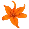 🐠 Эмодзи «Sea Emoji» для Telegram