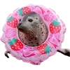 🤩 Эмодзи «Seals» для Telegram