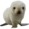🤩 Эмодзи «Seals» для Telegram