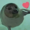 🤩 Эмодзи «Seals» для Telegram
