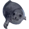 🤩 Эмодзи «Seals» для Telegram