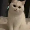 😾 Эмодзи «🤩 Anime random pack» для Telegram