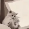 👐 Эмодзи «🤩 Anime random pack» для Telegram