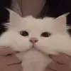 🐱 Эмодзи «🤩 Anime random pack» для Telegram