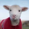 🤩 Эмодзи «Sheeps» для Telegram