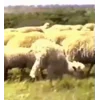 🤩 Эмодзи «Sheeps» для Telegram