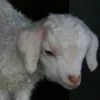 🤩 Эмодзи «Sheeps» для Telegram