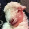 🤩 Эмодзи «Sheeps» для Telegram