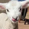 🤩 Эмодзи «Sheeps» для Telegram