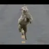 🤩 Эмодзи «Sheeps» для Telegram