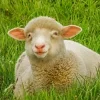 🤩 Эмодзи «Sheeps» для Telegram