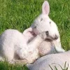 🤩 Эмодзи «Sheeps» для Telegram