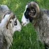 🤩 Эмодзи «Sheeps» для Telegram
