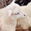 🤩 Эмодзи «Sheeps» для Telegram