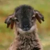 🤩 Эмодзи «Sheeps» для Telegram