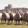 🤩 Эмодзи «Sheeps» для Telegram