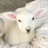 🤩 Эмодзи «Sheeps» для Telegram