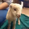 🤩 Эмодзи «Sheeps» для Telegram