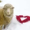 🤩 Эмодзи «Sheeps» для Telegram