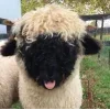 🤩 Эмодзи «Sheeps» для Telegram