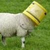 🤩 Эмодзи «Sheeps» для Telegram