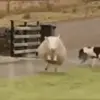 🤩 Эмодзи «Sheeps» для Telegram