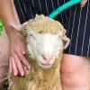 🤩 Эмодзи «Sheeps» для Telegram