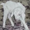 🤩 Эмодзи «Sheeps» для Telegram