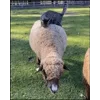 🤩 Эмодзи «Sheeps» для Telegram