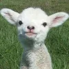 🤩 Эмодзи «Sheeps» для Telegram