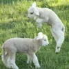 🤩 Эмодзи «Sheeps» для Telegram
