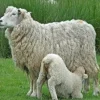 🤩 Эмодзи «Sheeps» для Telegram