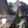 🤩 Эмодзи «Sheeps» для Telegram
