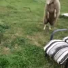 🤩 Эмодзи «Sheeps» для Telegram