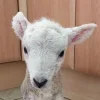 Эмодзи Sheeps для Telegram — скачать