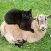 🤩 Эмодзи «Sheeps» для Telegram
