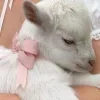 🤩 Эмодзи «Sheeps» для Telegram