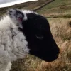 🤩 Эмодзи «Sheeps» для Telegram