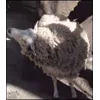 🤩 Эмодзи «Sheeps» для Telegram