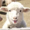 🤩 Эмодзи «Sheeps» для Telegram