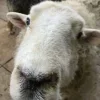 🤩 Эмодзи «Sheeps» для Telegram