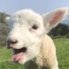 🤩 Эмодзи «Sheeps» для Telegram