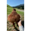 🤩 Эмодзи «Sheeps» для Telegram
