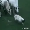 🤩 Эмодзи «Sheeps» для Telegram