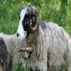 🤩 Эмодзи «Sheeps» для Telegram